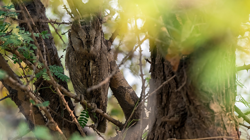 Pallid Scops Owl